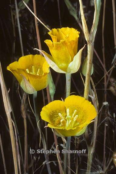 calochortus luteus 1 graphic